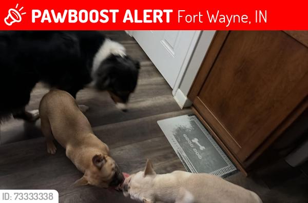 Lost Female Dog last seen Snyder school, Fort Wayne, IN 46815