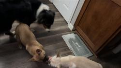 Lost Female Dog last seen Snyder school, Fort Wayne, IN 46815