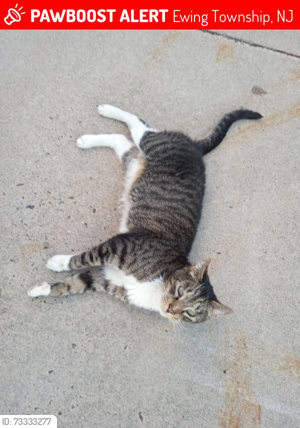 Lost Male Cat last seen Near Whitehead Rd Ext Ewing NJ, Ewing Township, NJ 08638