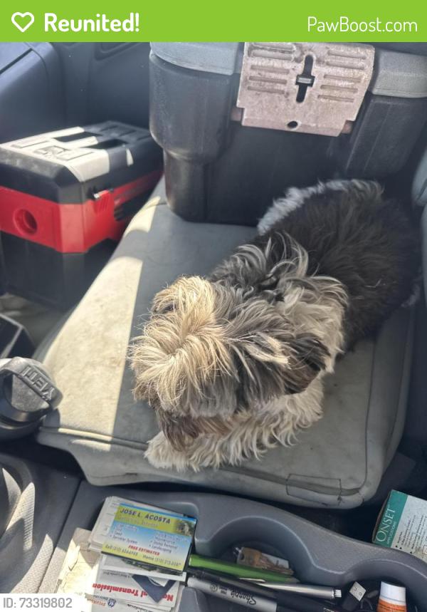 Reunited Male Dog last seen Hawthorne Boulevard and talisman Street, Torrance, CA 90503