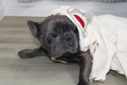 Reunited Female Dog last seen Spring willow & creek valley, Arlington, TX 76018