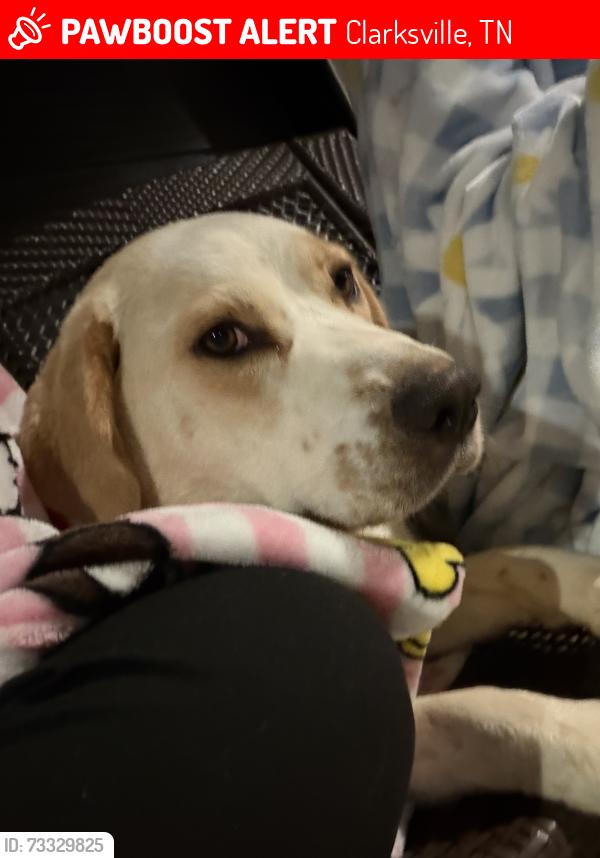 Lost Female Dog last seen Marie drive, Clarksville, TN 37042