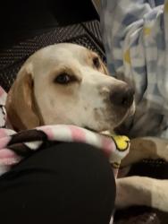 Lost Female Dog last seen Marie drive, Clarksville, TN 37042