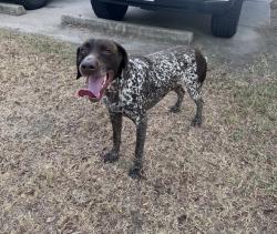Reunited Unknown Dog last seen Roy G Guerrero Disc Golf Course, Austin, TX 78741