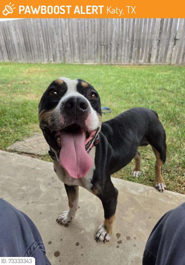 Found/Stray Male Dog last seen RedBay Dr, Katy, TX 77449