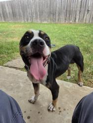 Found/Stray Male Dog last seen RedBay Dr, Katy, TX 77449