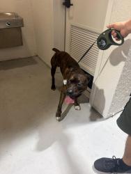 Found/Stray Male Dog last seen Thacker, Kissimmee, FL 34744