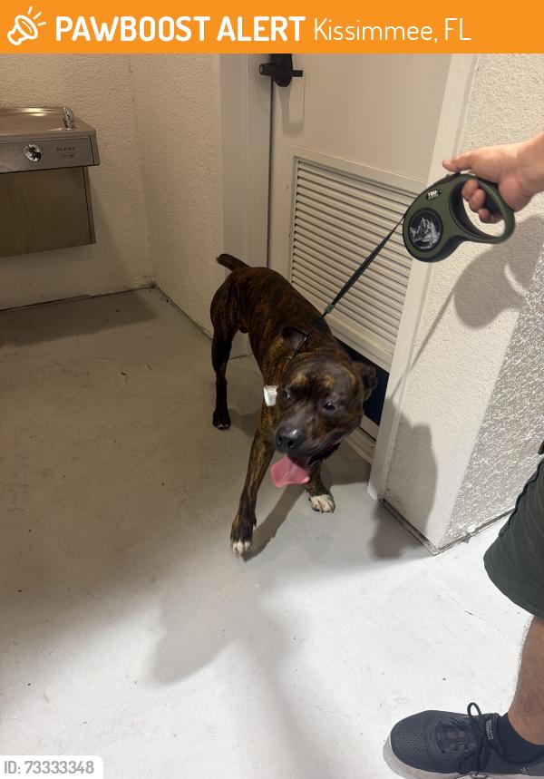 Found/Stray Male Dog last seen Thacker, Kissimmee, FL 34744