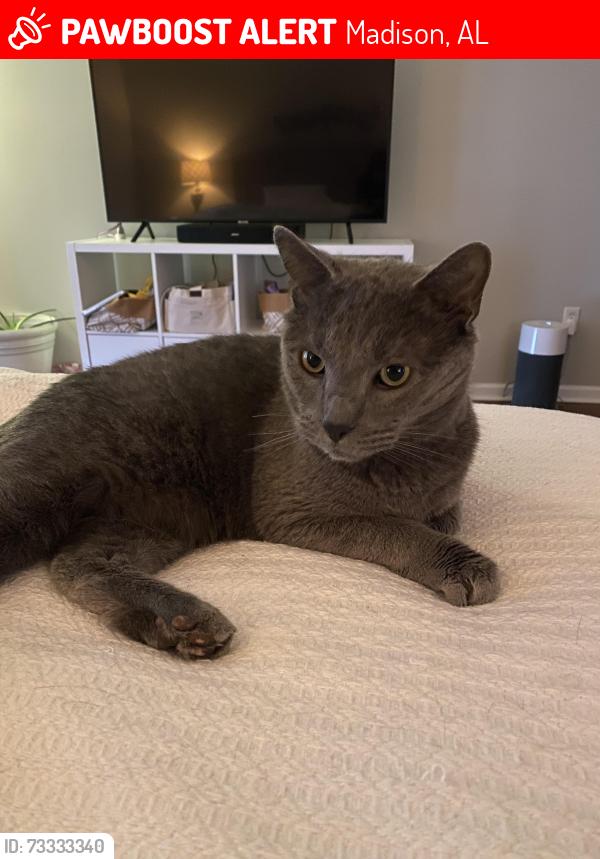 Lost Male Cat last seen On porch near Knotting Place (Balch and Gillespie), Madison, AL 35758