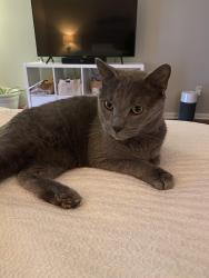 Lost Male Cat last seen On porch near Knotting Place (Balch and Gillespie), Madison, AL 35758