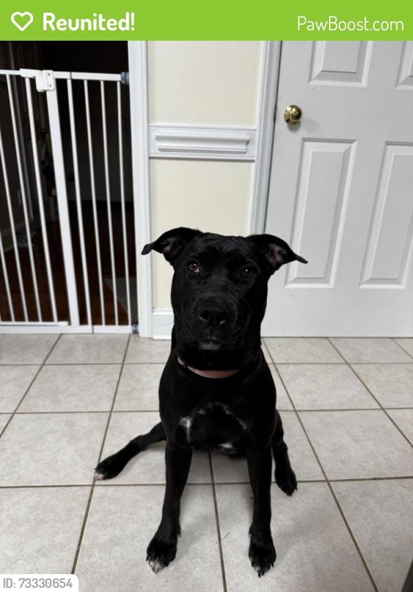 Reunited Female Dog last seen Kildaire Farm Rd, Cary, NC 27518