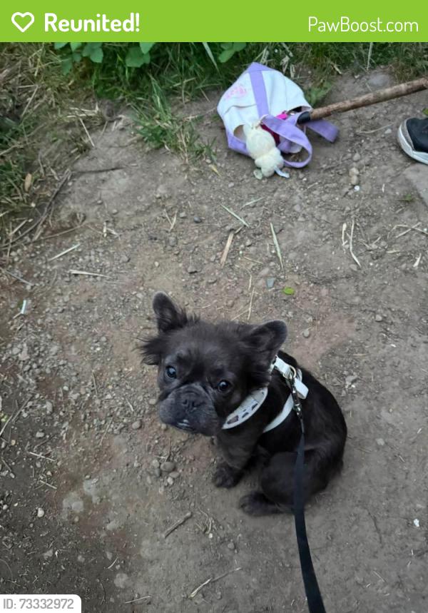 Reunited Female Dog last seen Kelly creek area, Gresham, OR 97080