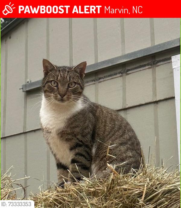 Lost Male Cat last seen Waxhaw Marvin Rd, Marvin, NC 28173