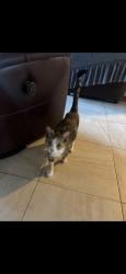 Reunited Female Cat last seen Near Woodmere Blvd, Sanford, FL 32773, USA, Sanford, FL 32773