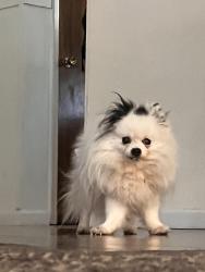 Reunited Male Dog last seen Vermont/Comanche, Albuquerque, NM 87110