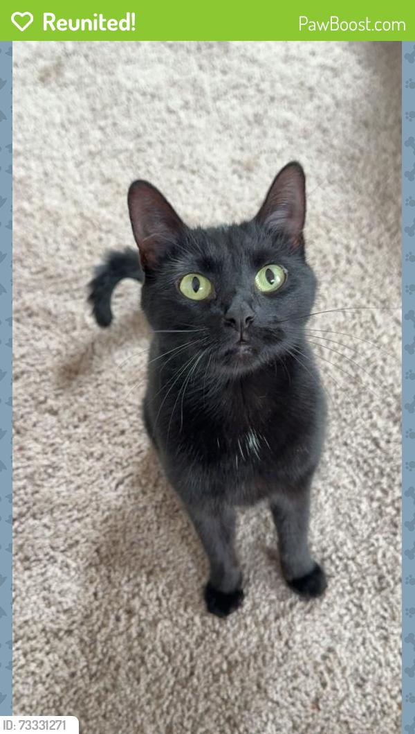 Reunited Female Cat last seen Near S Acoma St, Englewood, CO 80110, USA, Englewood, CO 80110