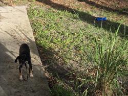 Reunited Male Dog last seen Island Grill, St. Petersburg, FL 33715