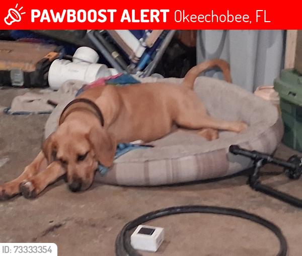 Lost Male Dog last seen South Fal Water Management, Okeechobee, FL 34974