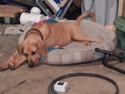 Lost Male Dog last seen South Fal Water Management, Okeechobee, FL 34974