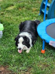 Reunited Male Dog last seen Albany Shaker Rd, Albany, NY 12211