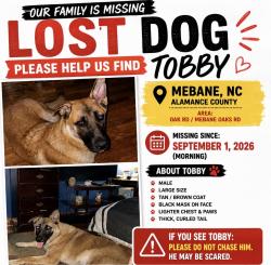 Lost Male Dog last seen Brundage ln Mebane nc, Mebane, NC 27302