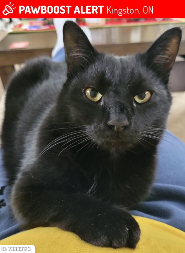Lost Male Cat last seen Bath road and vista drive by Toyota, Kingston, ON 
