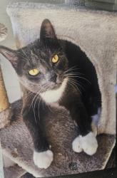 Lost Female Cat last seen Rousseau Rd., San Antonio, TX 78251