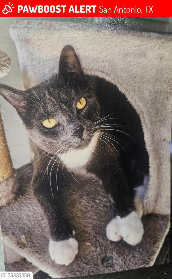 Lost Female Cat last seen Rousseau Rd., San Antonio, TX 78251