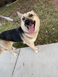 Found/Stray Female Dog last seen Munger, Dallas, TX 75204