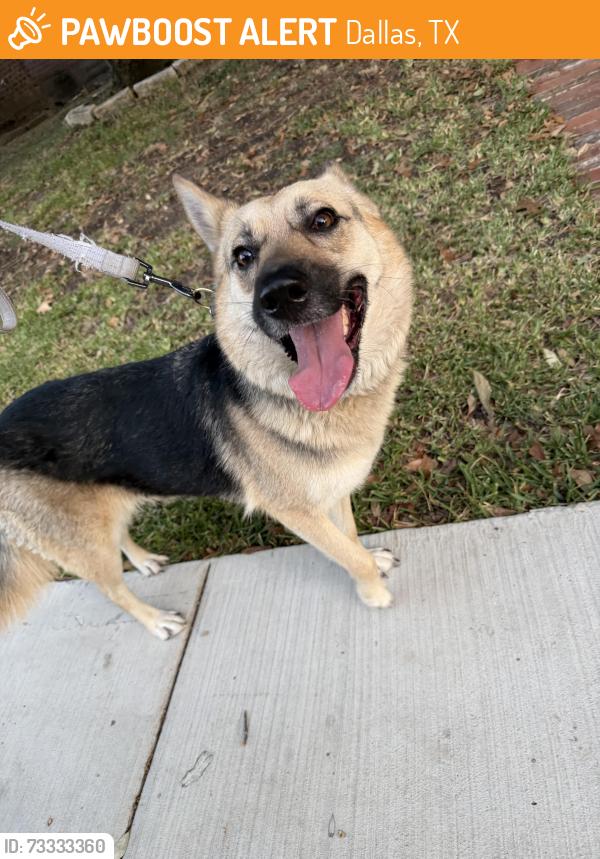 Found/Stray Female Dog last seen Munger, Dallas, TX 75204