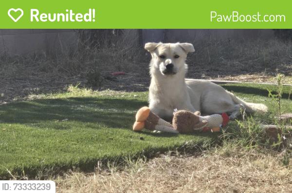 Reunited Male Dog last seen Task, Westminster, CA 92683