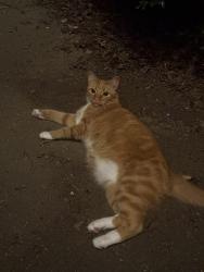 Reunited Unknown Cat last seen Near Deer Spring Ln, Charlotte, NC 28210, USA, Charlotte, NC 28210