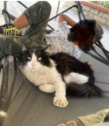 Lost Male Cat last seen Goldenrod Park, Placentia, CA 92870