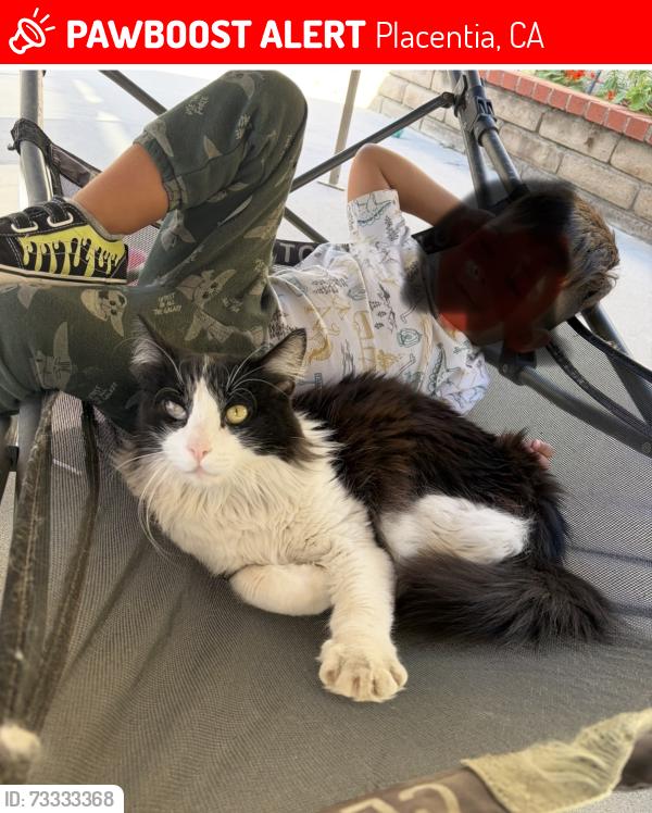 Lost Male Cat last seen Goldenrod Park, Placentia, CA 92870