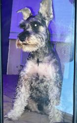 Reunited Male Dog last seen Enero Dr and Pescador, El Paso, TX 79935