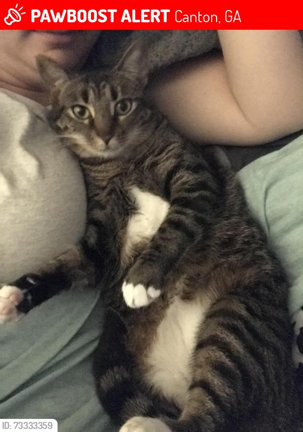 Lost Female Cat last seen Woodmont, Canton, GA 30115