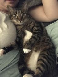 Lost Female Cat last seen Woodmont, Canton, GA 30115