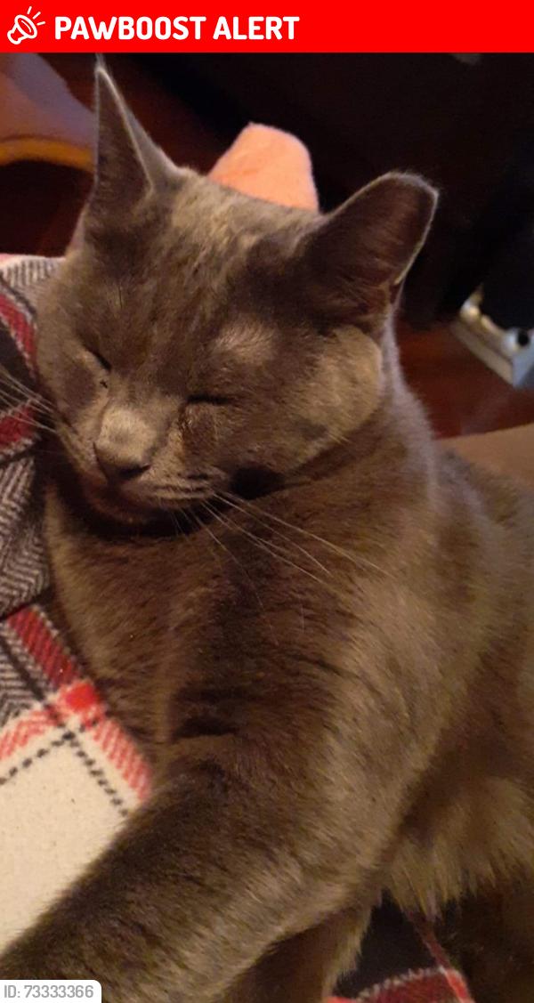 Lost Female Cat last seen Shipman Rd Dacusville Hwy, Greenville County, SC 29661