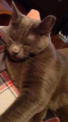 Lost Female Cat last seen Shipman Rd Dacusville Hwy, Greenville County, SC 29661