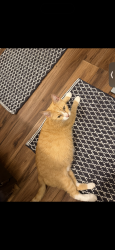 Lost Female Cat last seen Near van voohris rd, Morgantown, WV 26505