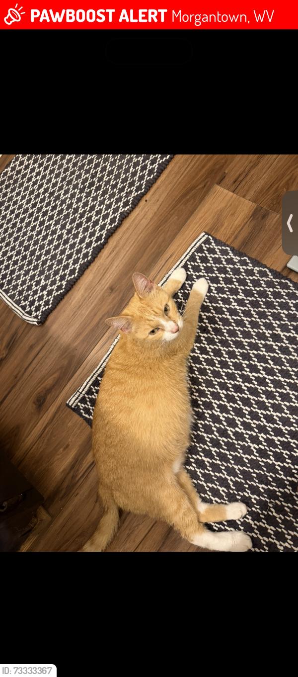 Lost Female Cat last seen Near van voohris rd, Morgantown, WV 26505