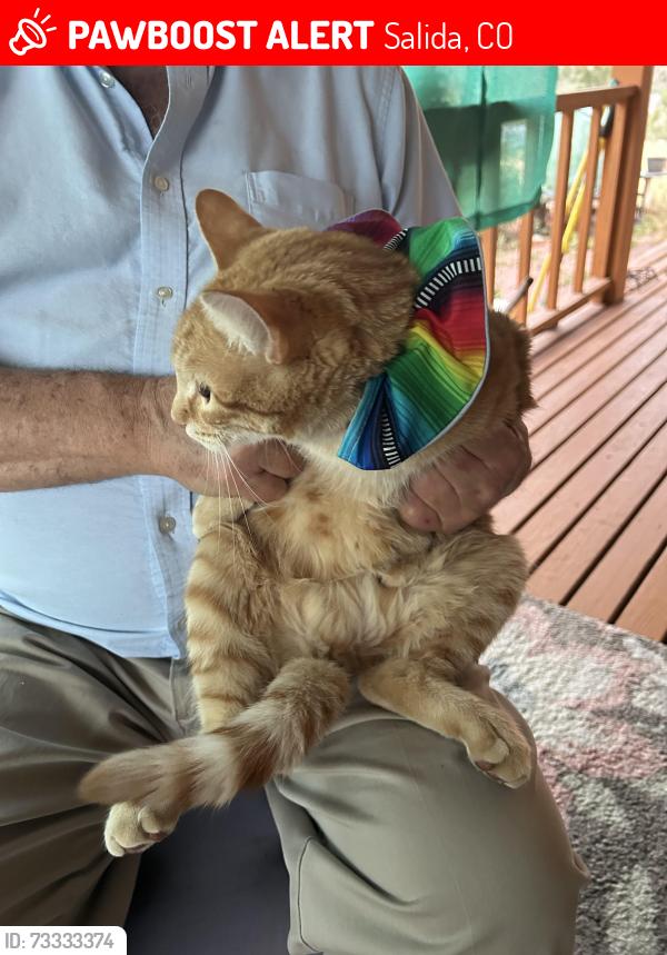 Lost Male Cat last seen Highway 50 and CR 240, Salida, CO 81201