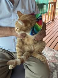Lost Male Cat last seen Highway 50 and CR 240, Salida, CO 81201