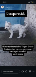 Lost Male Dog last seen Rua Manuel bandeira, Vargem Grande, PR 