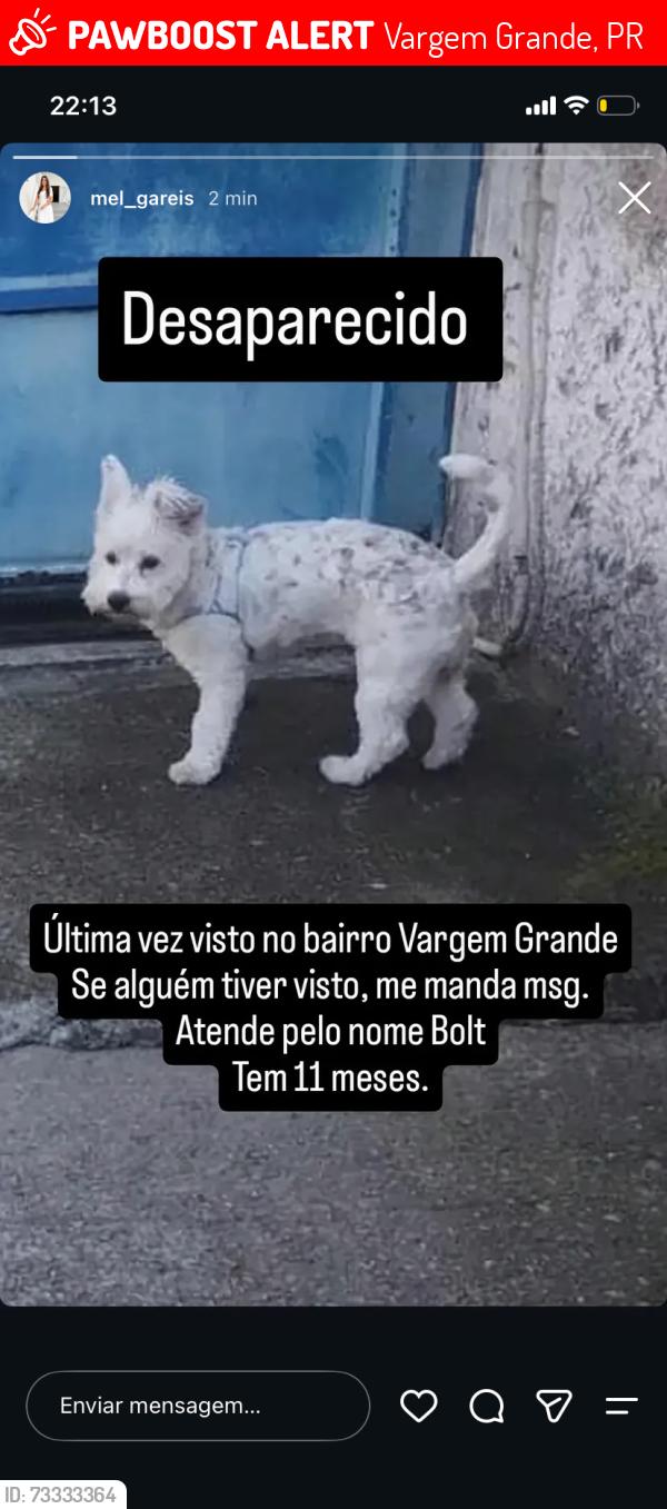 Lost Male Dog last seen Rua Manuel bandeira, Vargem Grande, PR 