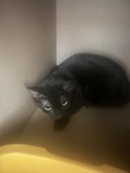 Shelter Stray Female Cat last seen WA, 6815 E Trent Ave, Spokane, WA 99212, USA