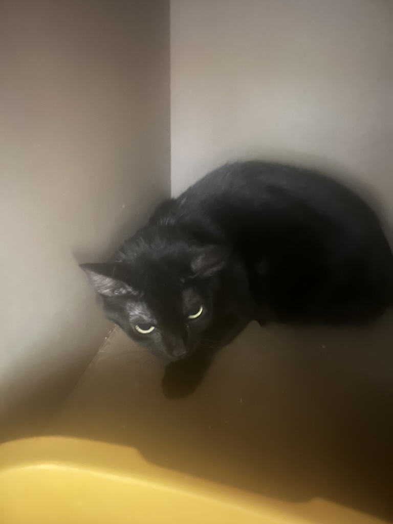 Shelter Stray Female Cat last seen WA, 6815 E Trent Ave, Spokane, WA 99212, USA