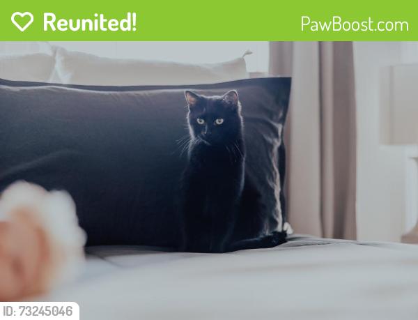 Reunited Male Cat last seen Factory lane & Old Henry, Louisville, KY 40245