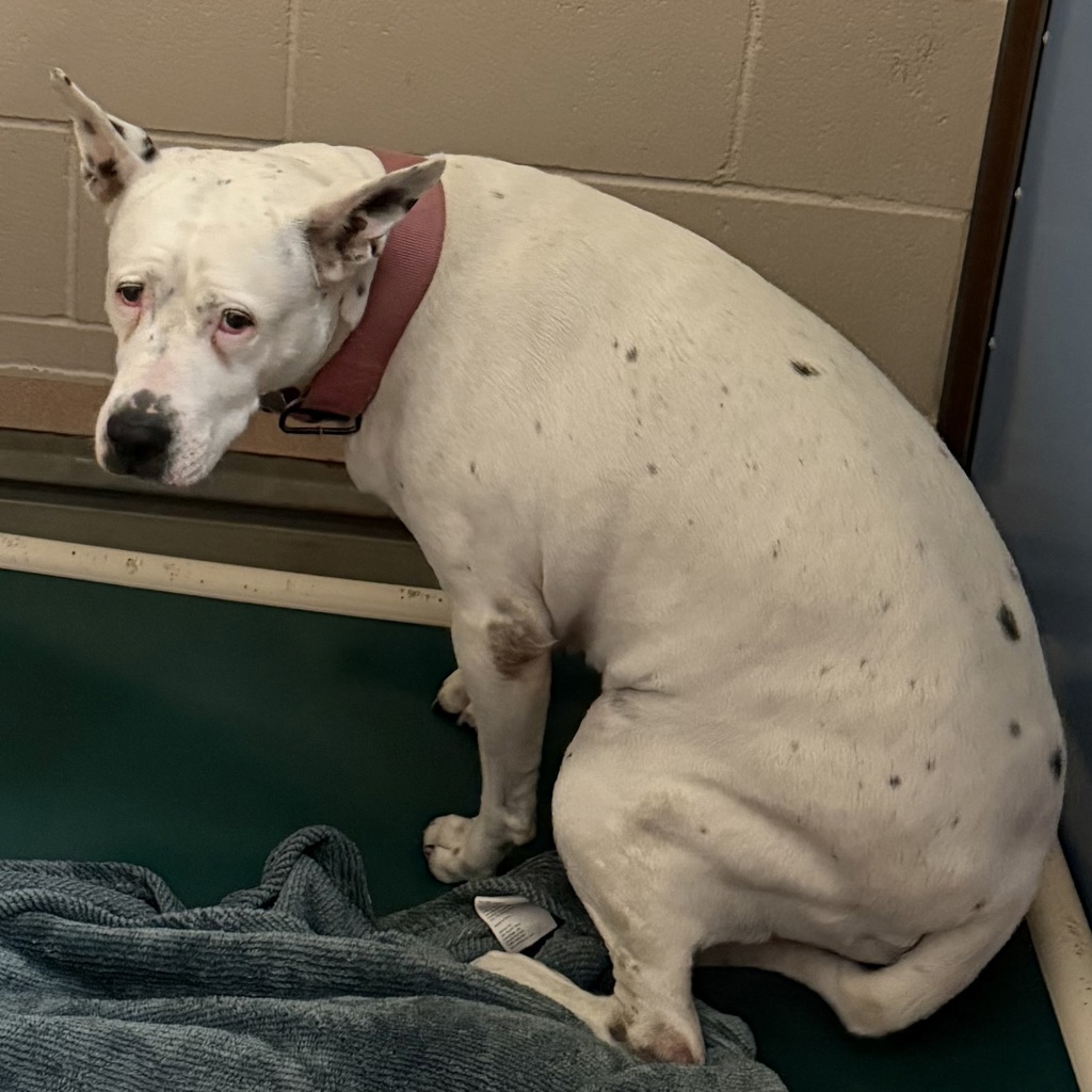 Shelter Stray Female Dog last seen Near Reflection Drive, San Diego, CA, 92124, 5500 Gaines St, San Diego, CA 92110, USA