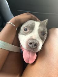 Shelter Stray Male Dog last seen Boston Road, BRONX, NY, 10465, 326 E 110th St, New York, NY 10029, USA